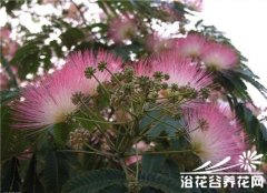 落叶乔木芙蓉树