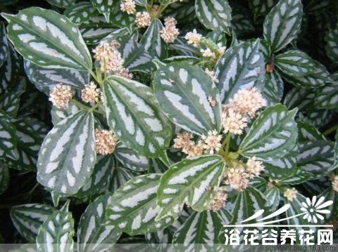观叶植物冷水花