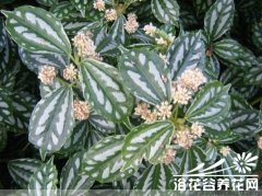 观叶植物冷水花