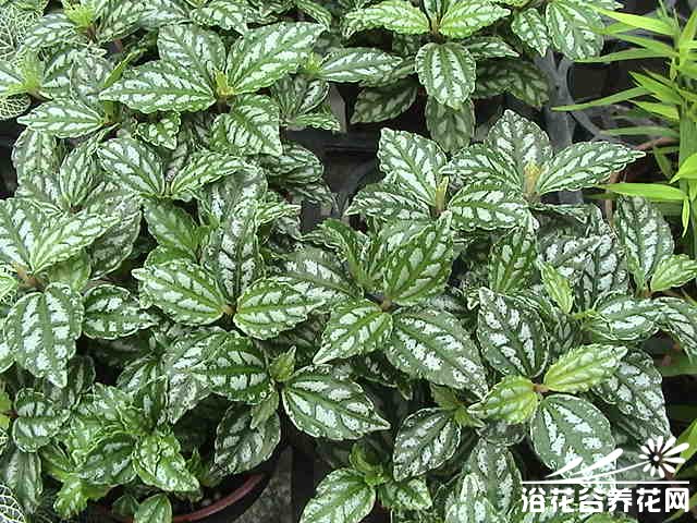 观叶植物冷水花