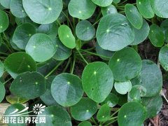 荨麻科镜面草