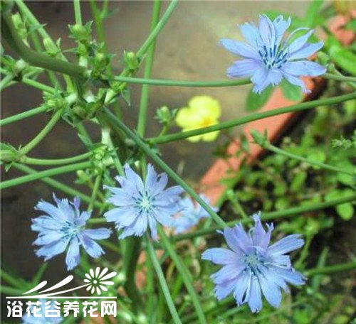 药食两用的菊科植物菊苣