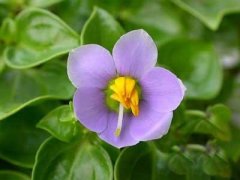 水生植物睡菜