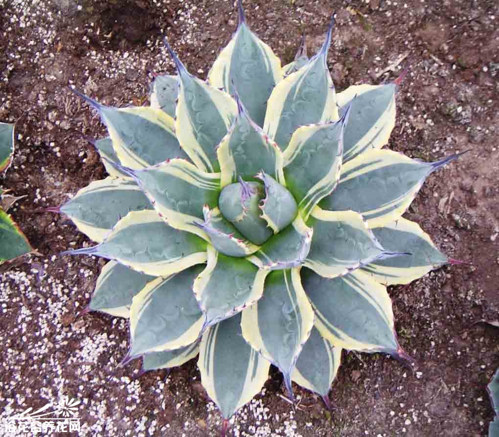 龙舌兰科植物龙舌兰