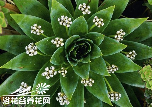 龙舌兰科龙舌兰