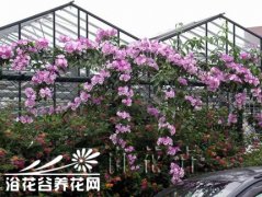 紫葳科蒜香藤