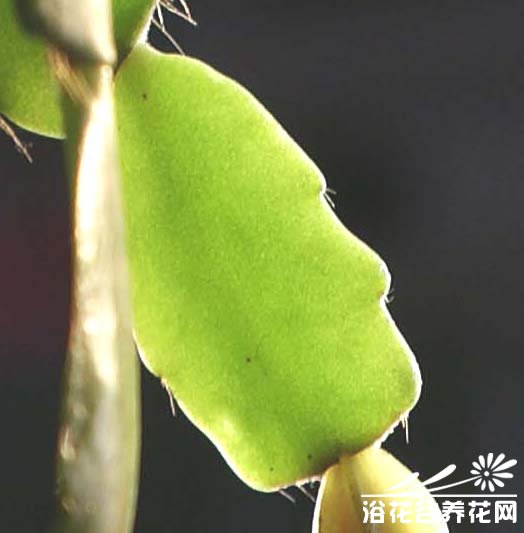 仙人指