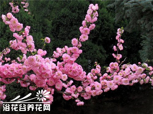 蔷薇科<a href='https://www.861230.com/guanhuazhiwu/6704.html' target='_blank'><u>榆叶梅</u></a>