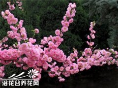 蔷薇科榆叶梅