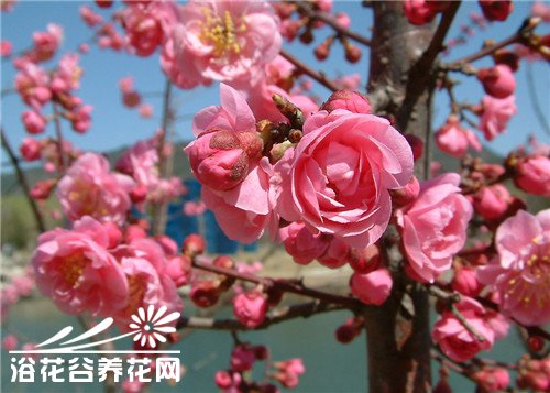 蔷薇科<a href='https://www.861230.com/guanhuazhiwu/6704.html' target='_blank'><u>榆叶梅</u></a>