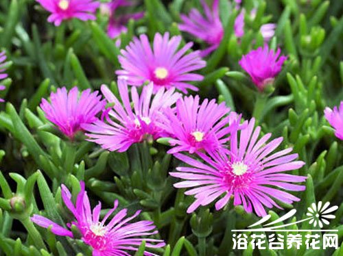 番杏科龙须海棠