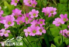 多年草本酢浆草