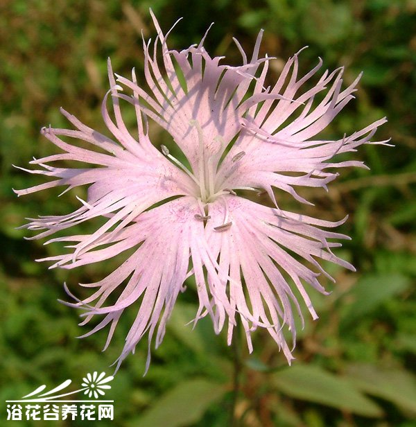 <a href='https://www.861230.com/guanhuazhiwu/6808.html' target='_blank'><u>石竹</u></a>科瞿麦
