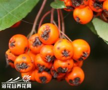 栒子（铺地蜈蚣）的植物介绍