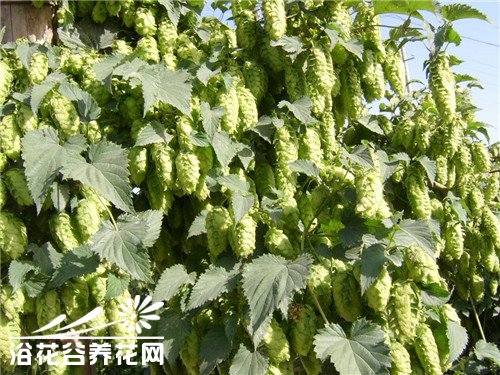 多年生草本植物啤酒花