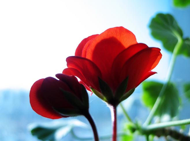 臭<a href='https://www.861230.com/guanhuazhiwu/6723.html' target='_blank'><u>绣球</u></a>的介绍详解