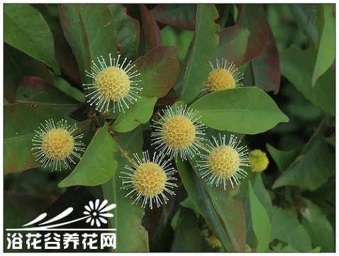 蔷薇科水杨<a href='https://www.861230.com/guanhuazhiwu/9.html' target='_blank'><u>梅</u></a>