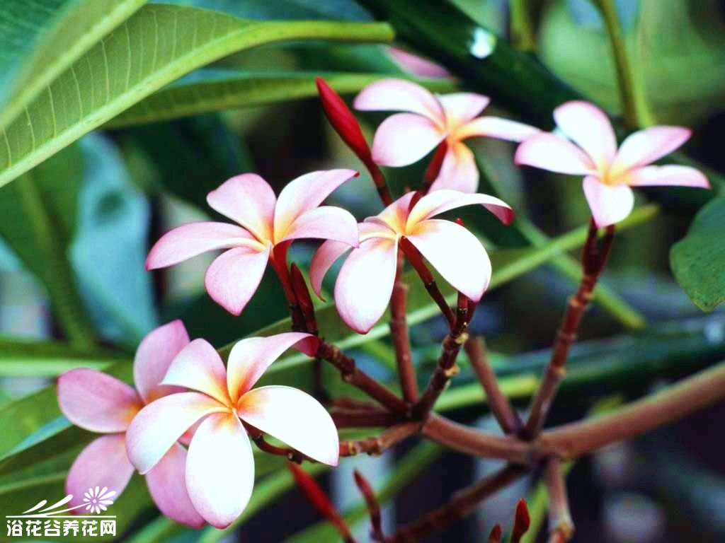 <a href='https://www.861230.com/guanhuazhiwu/42.html' target='_blank'><u>木犀</u></a>科素馨花