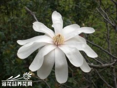 美丽的星花木兰