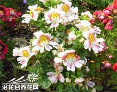 茄科蛾蝶花