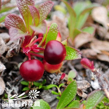 常绿植物熊果