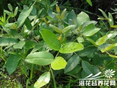 芸香科两面针