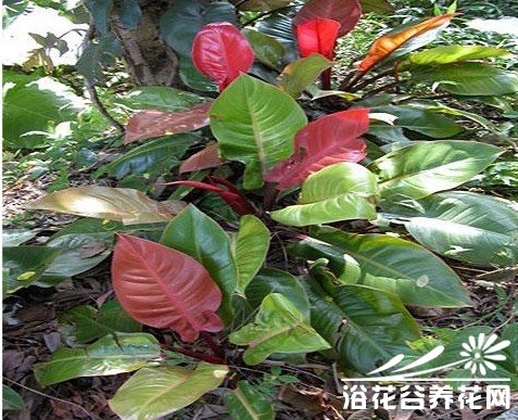 认识一下红公主蔓绿绒
