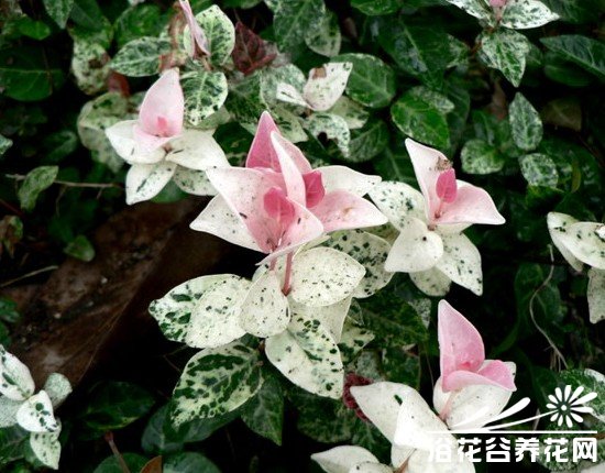 花叶<a href='https://www.861230.com/guanhuazhiwu/6837.html' target='_blank'><u>络石</u></a>