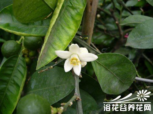 代代花