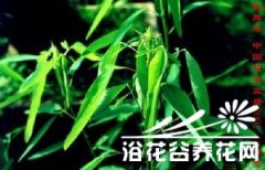 神奇的跳舞草