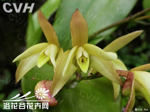足茎毛兰