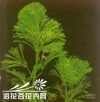 绿菊花草