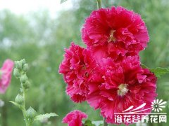 蜀葵的形态特征