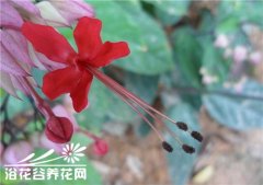 南国奇葩龙吐珠