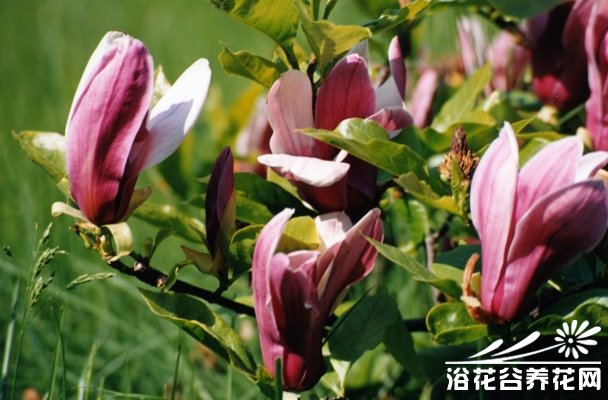 <a href='https://www.861230.com/guanhuazhiwu/6633.html' target='_blank'><u>木兰</u></a>科植物<a href='https://www.861230.com/guanhuazhiwu/6742.html' target='_blank'><u>紫玉兰</u></a>
