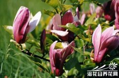 木兰科植物紫玉兰
