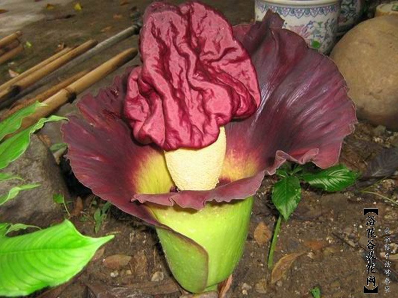 尸臭花
