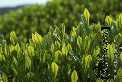 茶树