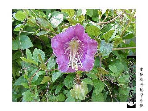 电灯花