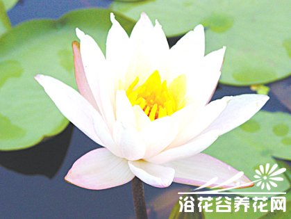 和平莲(peace lily)