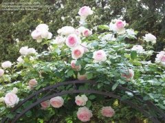 夏季欧月欣赏