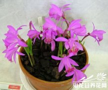 兰科奇葩独蒜兰