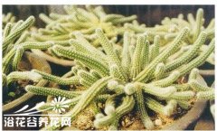 仙人掌白檀