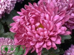 什么是球根花卉？