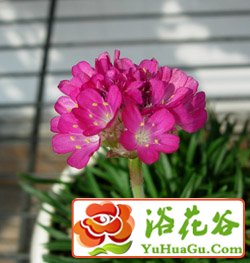 海<a href='https://www.861230.com/guanhuazhiwu/6808.html' target='_blank'><u>石竹</u></a>