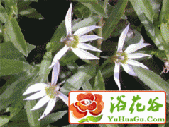 南非半边莲