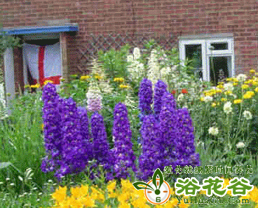 <a href='https://www.861230.com/guanhuazhiwu/6733.html' target='_blank'><u>飞燕草</u></a>