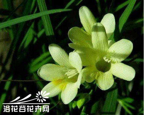 <a href='https://www.861230.com/guanhuazhiwu/6681.html' target='_blank'><u>香雪</u></a>兰的栽培技术