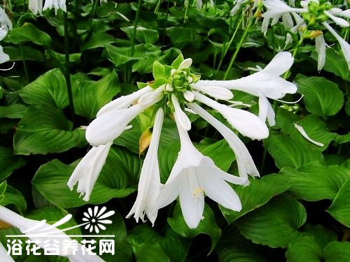 如何预防玉簪叶片发黄