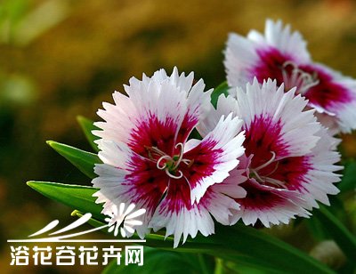 <a href='https://www.861230.com/guanhuazhiwu/6808.html' target='_blank'><u>石竹</u></a>花的养殖方法